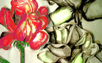 História das Rosas